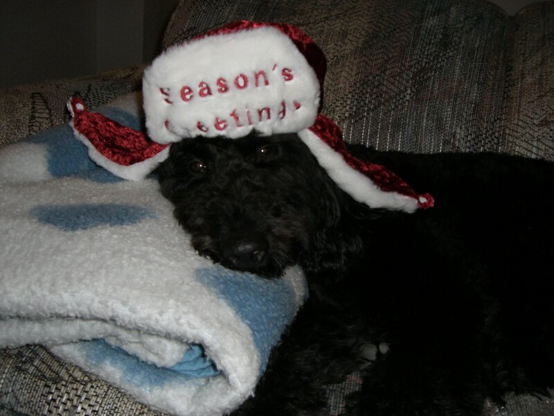 dog wearing holiday hat