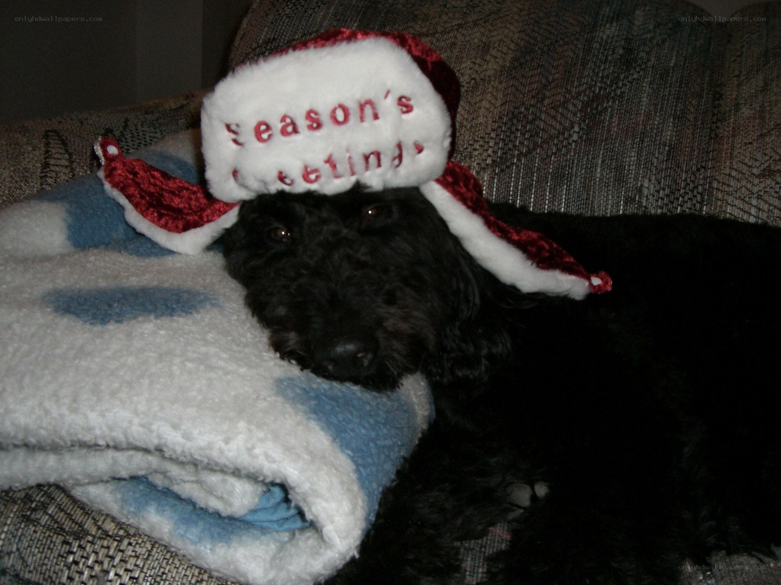 dog wearing holiday hat