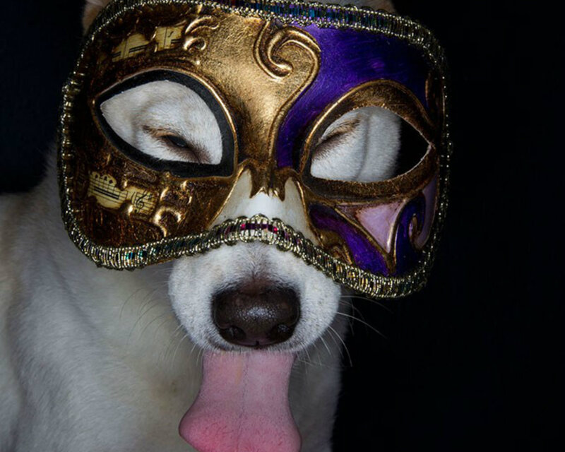 Dog Wearing Mask