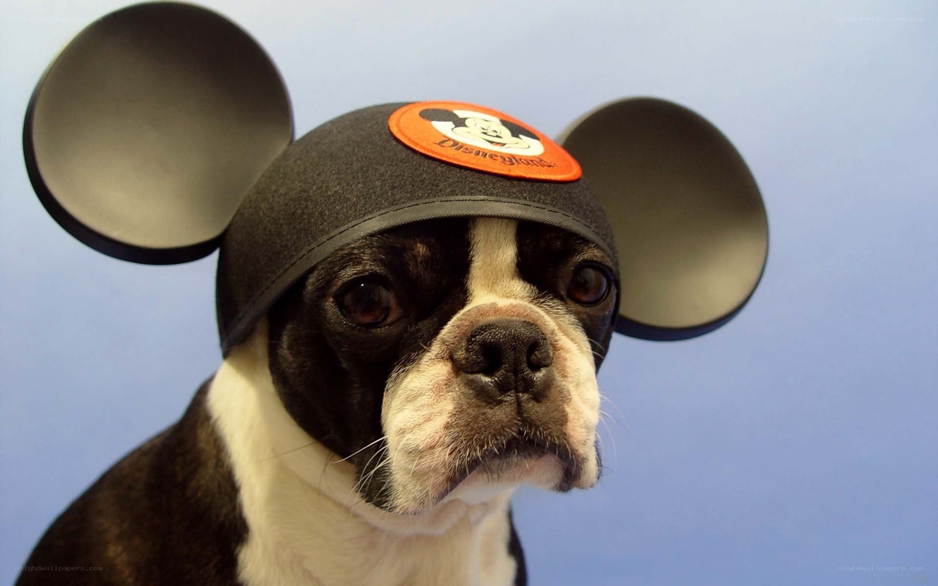 dog wearing mickey mouse hat