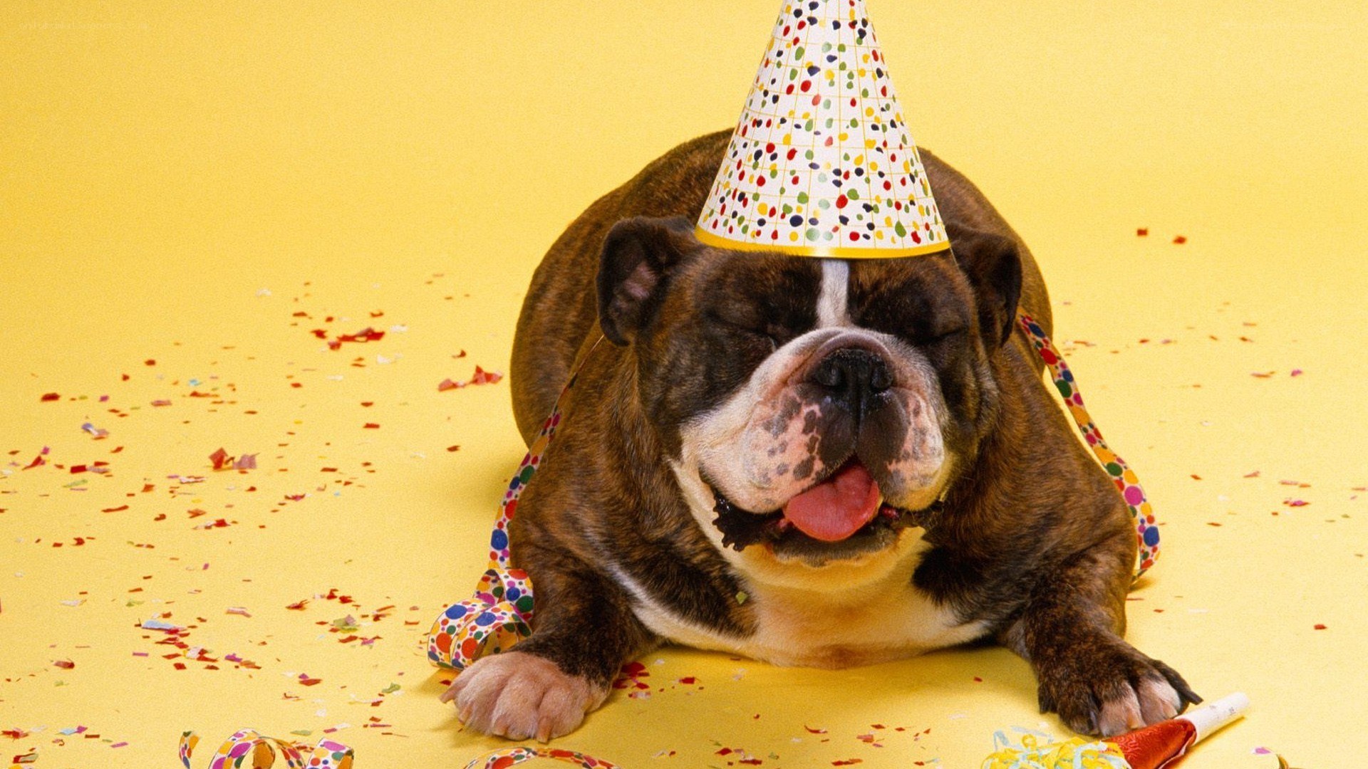 dog wearing party hat