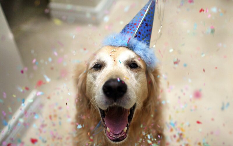 dog wearing party hat