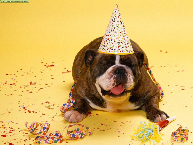 dog wearing party hat