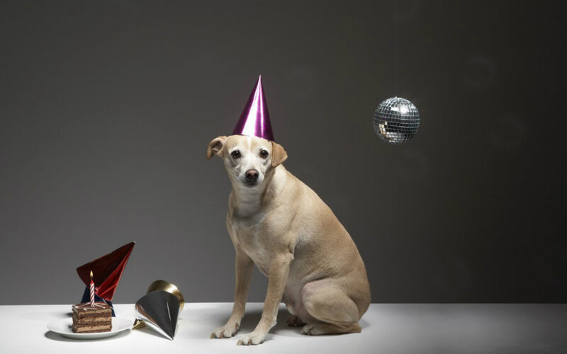 Dog Wearing Party Hat — Gray, Dramatic, Photograph