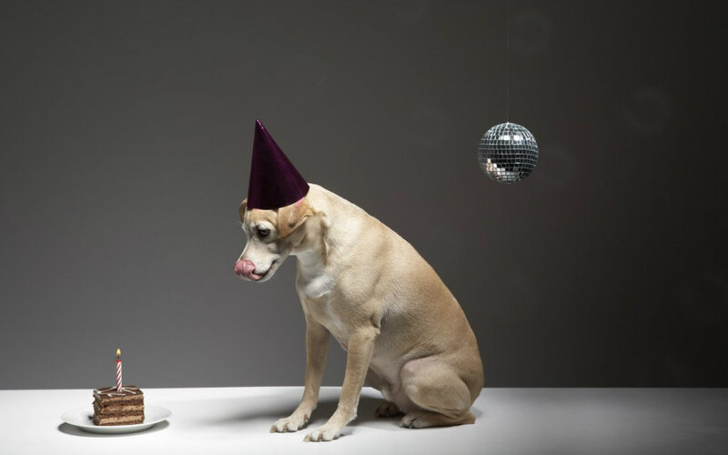 Dog Wearing Party Hat — Gray, Dramatic