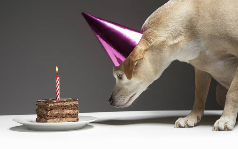Dog Wearing Party Hat — Gray