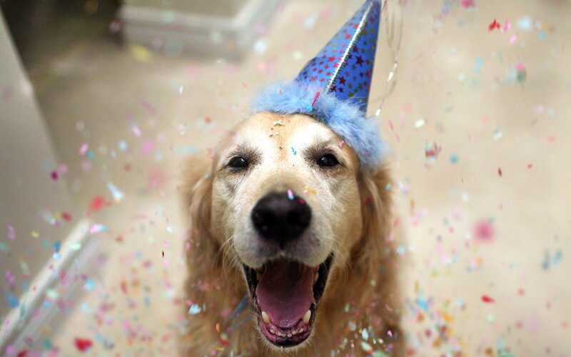 dog wearing party hat