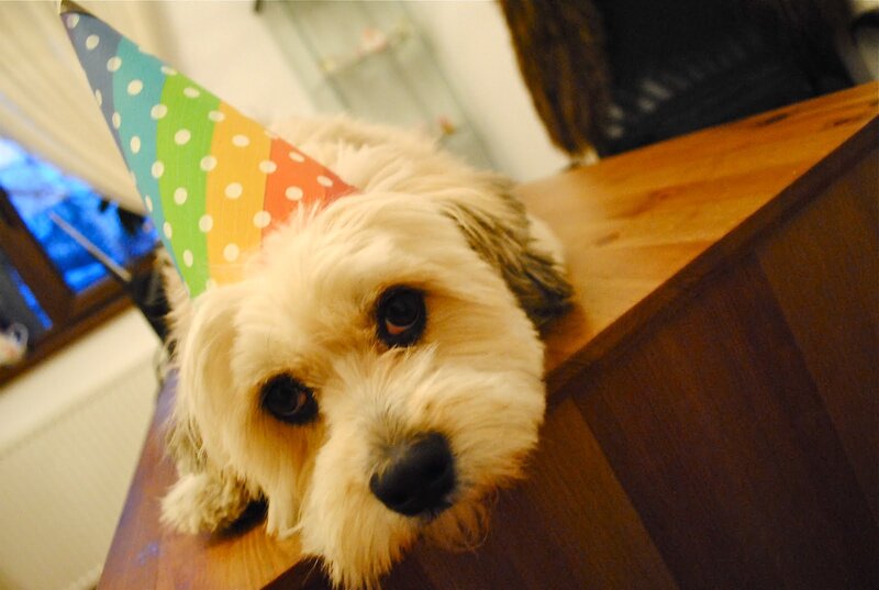 Dog Wearing Party Hat — White