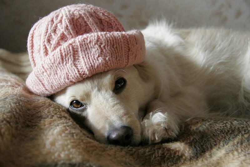 Dog Wearing Pink Hat