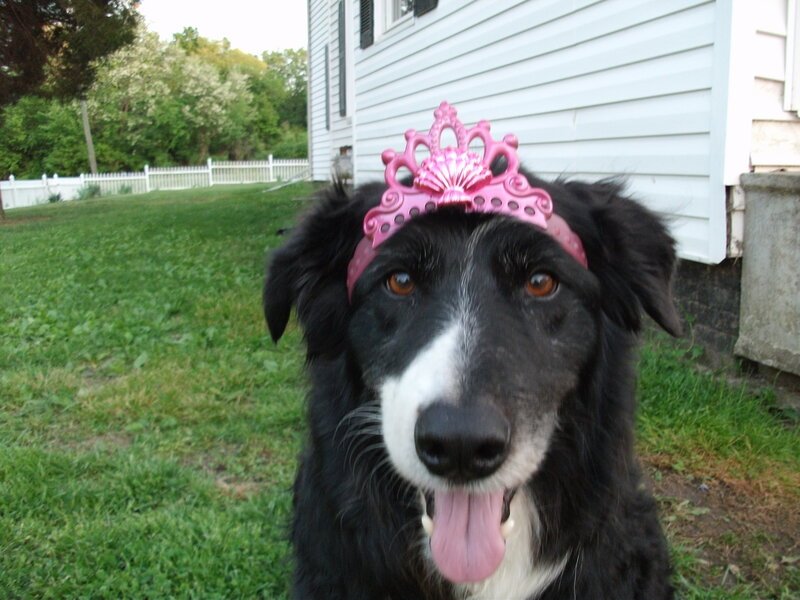 dog wearing pink tiara