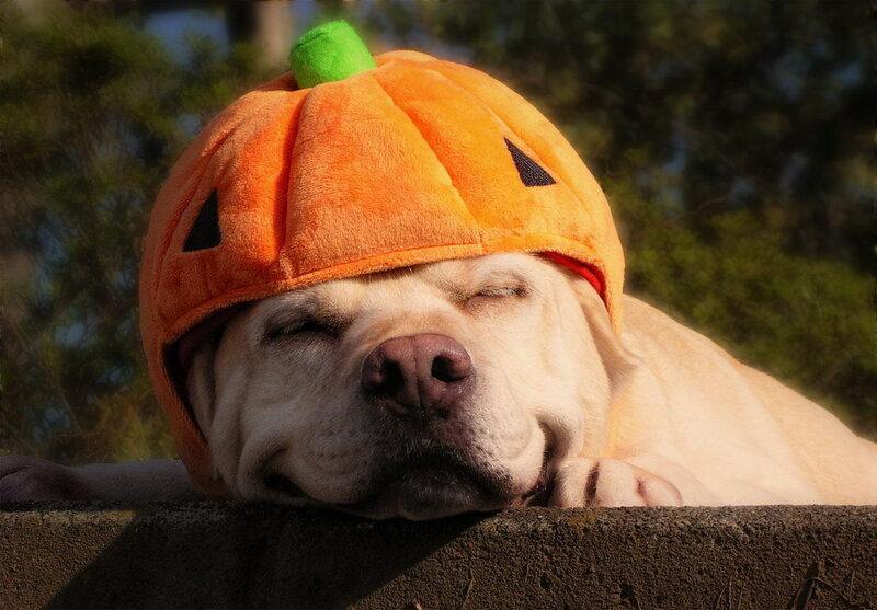 Dog Wearing Pumpkin Hat — Orange