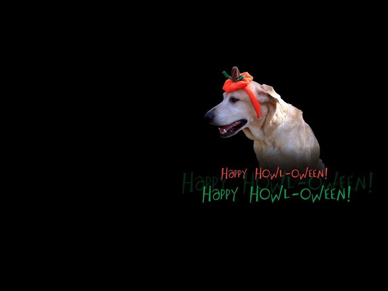 Dog Wearing Pumpkin Hat