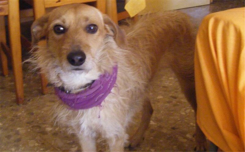 dog wearing purple bandana
