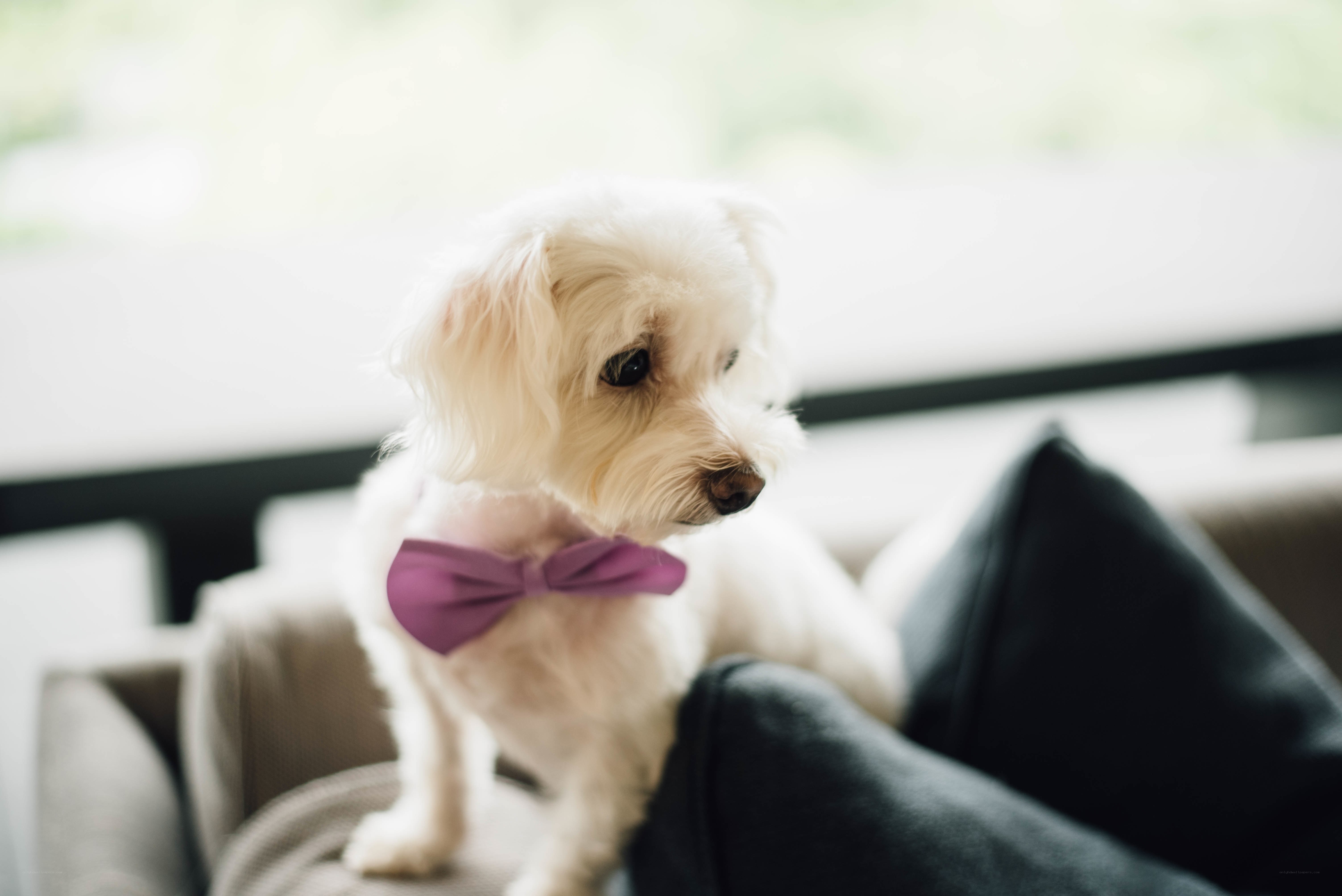 dog wearing purple bow tie