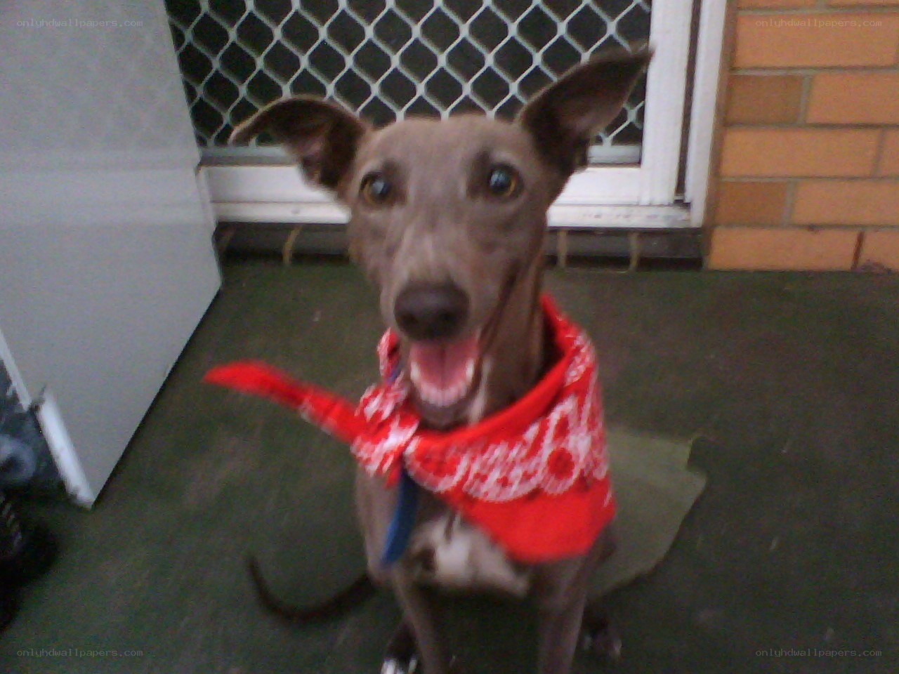 dog wearing red bandana