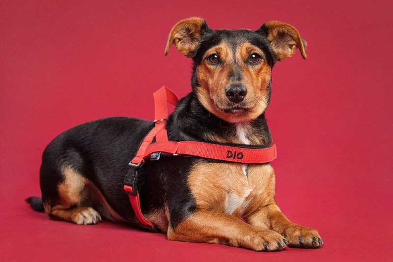 Dog Wearing Red Harness