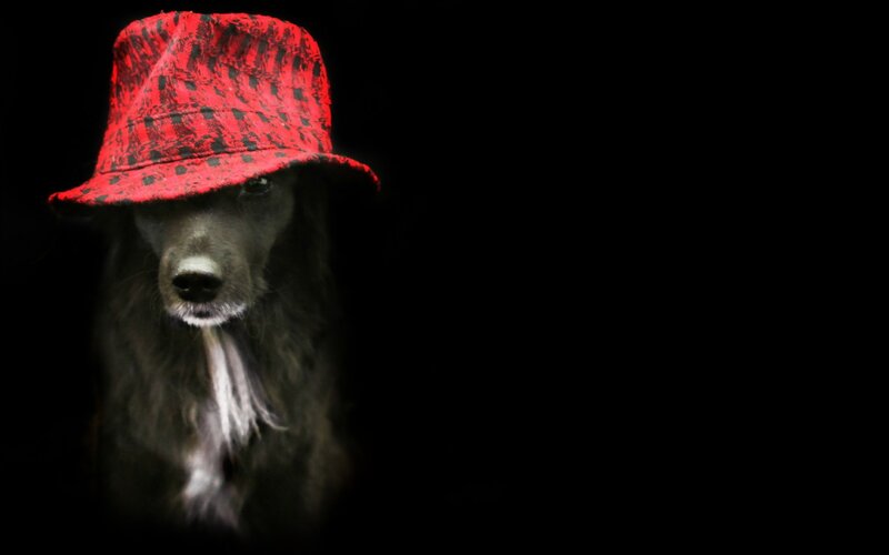 Dog Wearing Red Hat — Black