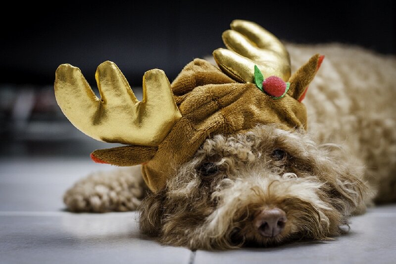 Dog Wearing Reindeer Antlers — Brown, Calm, Photograph