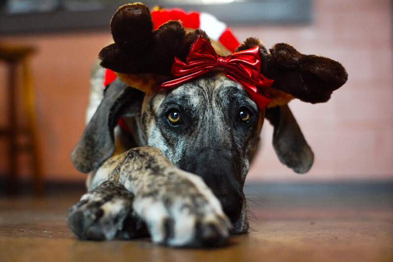 Dog Wearing Reindeer Antlers — Brown, Calm