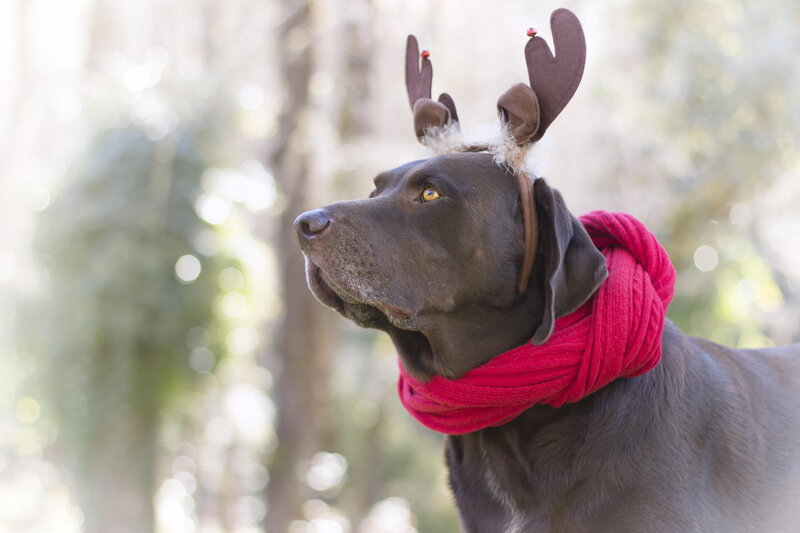 Dog Wearing Reindeer Antlers — Brown