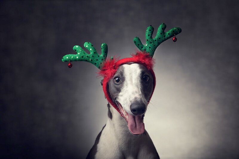 Dog Wearing Reindeer Antlers — Gray