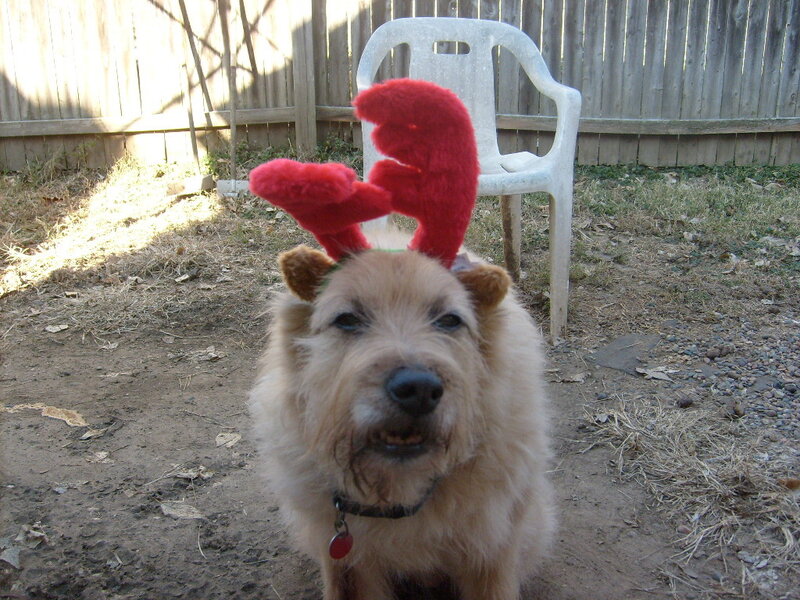 dog wearing reindeer antlers