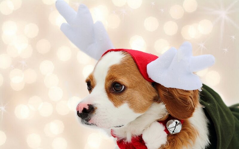 Dog Wearing Reindeer Antlers — White