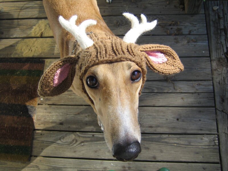 Dog Wearing Reindeer Hat — Brown