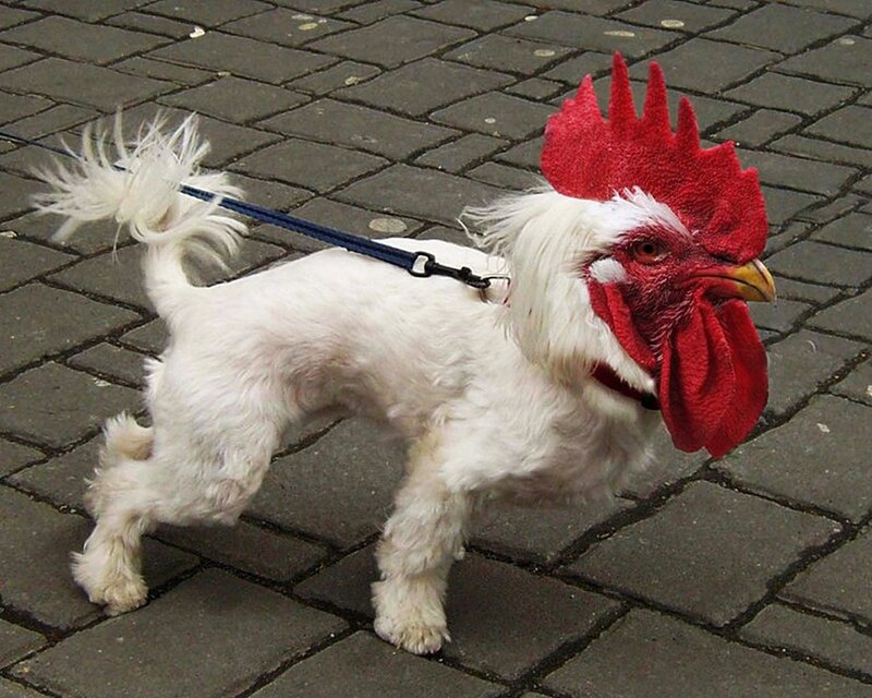 Dog Wearing Rooster Mask