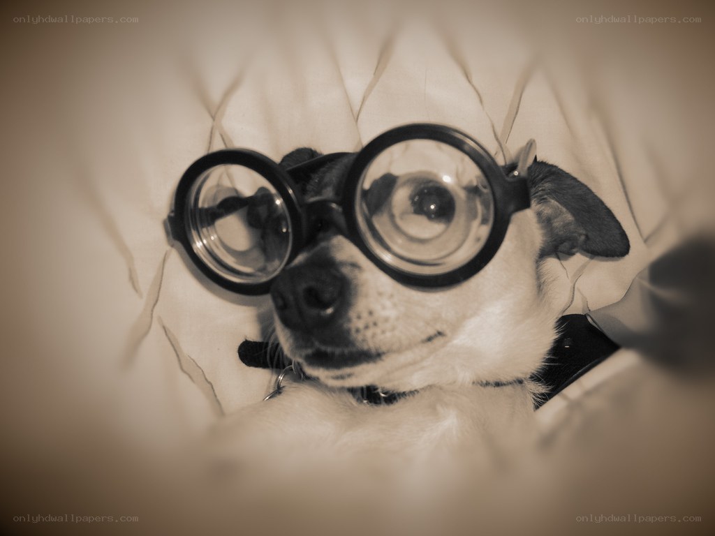 dog wearing round glasses