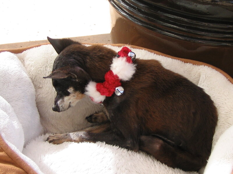 Dog Wearing Santa Collar