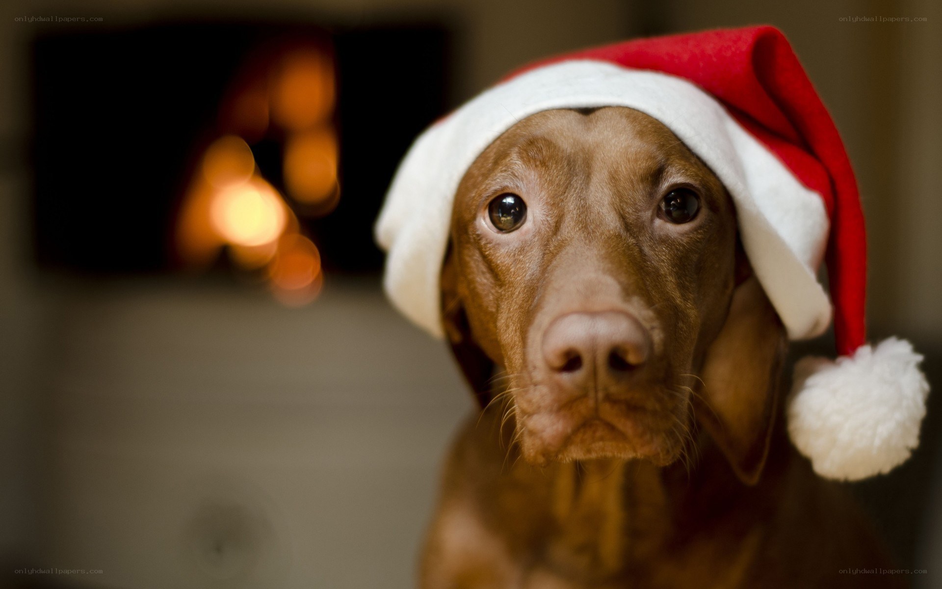 dog wearing santa hat