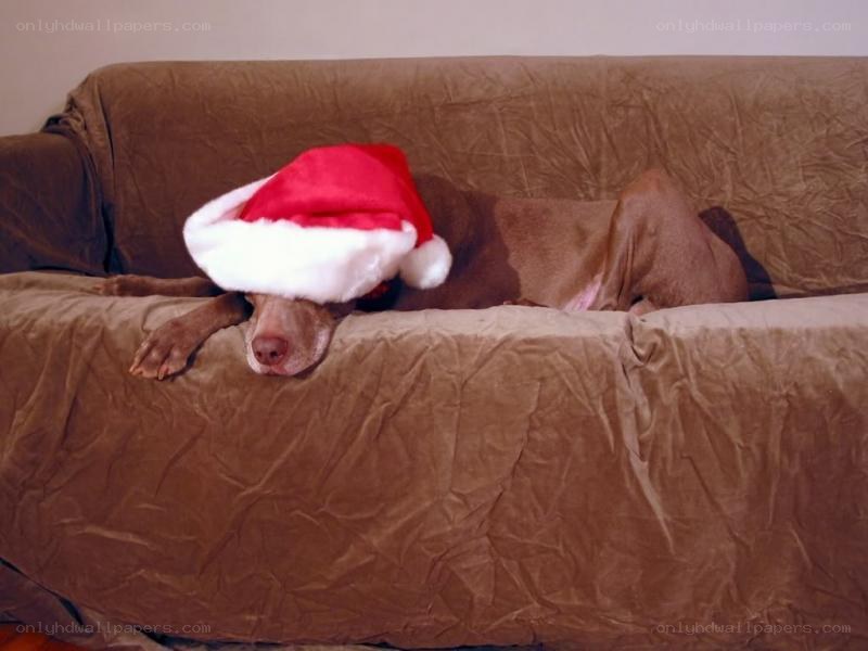 dog wearing santa hat