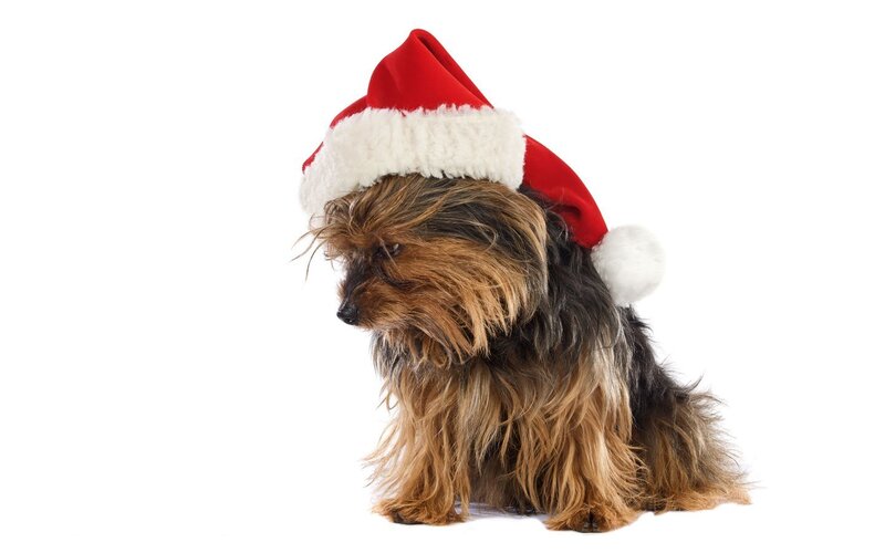 dog wearing santa hat