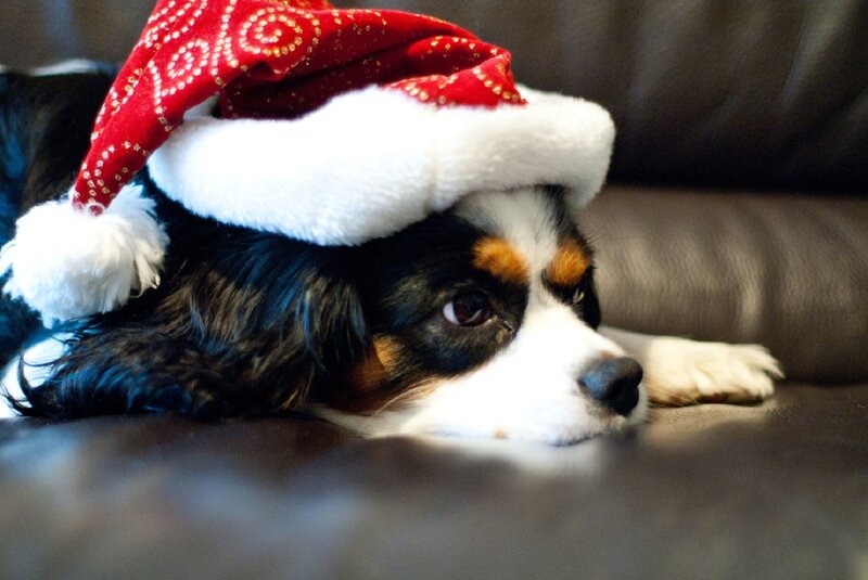 Dog Wearing Santa Hat — Black, Calm