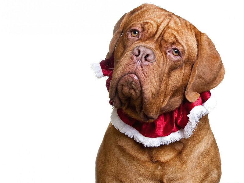 Dog Wearing Santa Hat — Brown, Calm