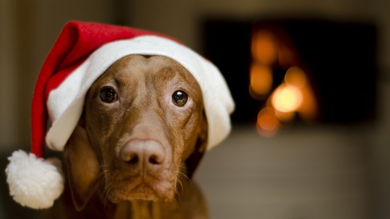 Dog Wearing Santa Hat — Brown, Cozy, Night
