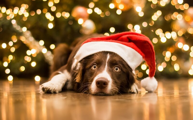 Dog Wearing Santa Hat — Brown, Festive