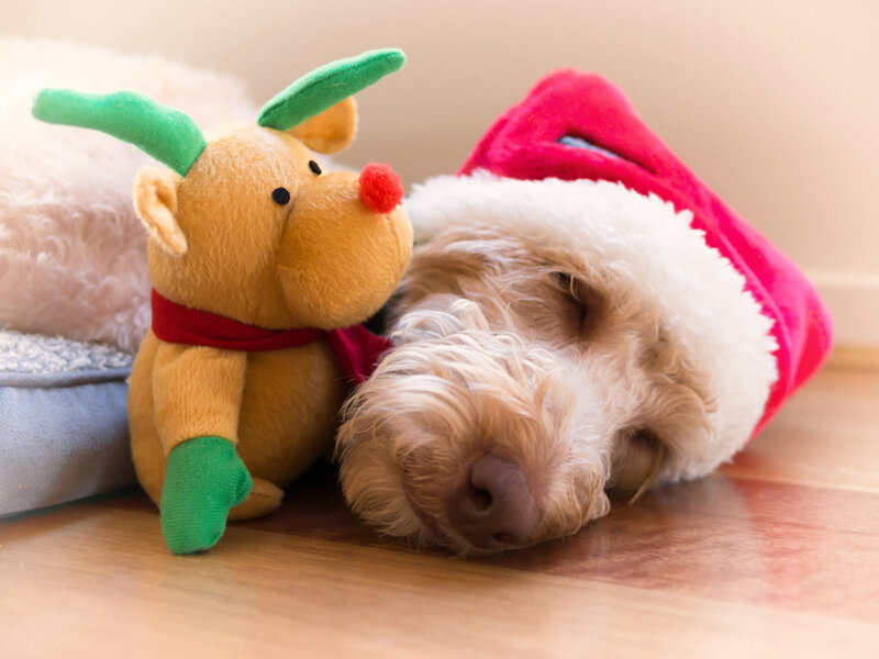 Dog Wearing Santa Hat — Brown, Peaceful