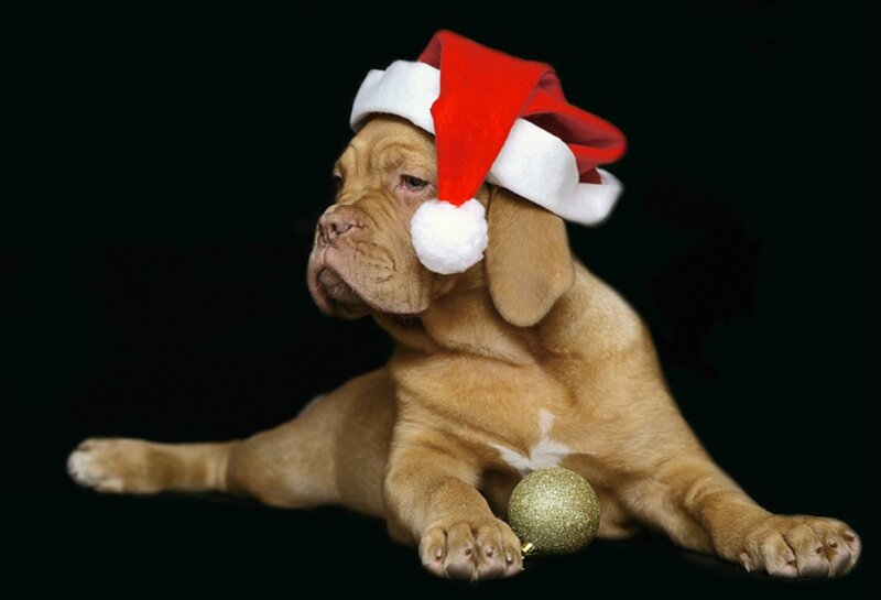 Dog Wearing Santa Hat — Brown