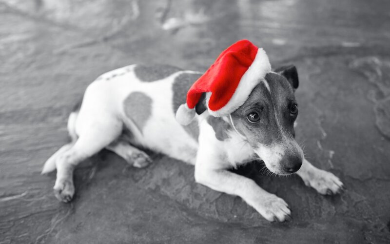 Dog Wearing Santa Hat — Red, Calm