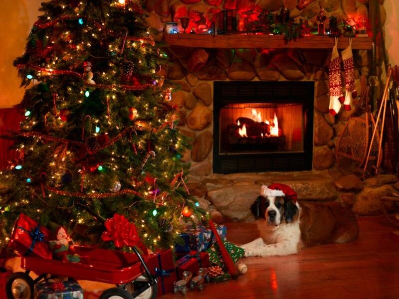 Dog Wearing Santa Hat — Red, Cozy