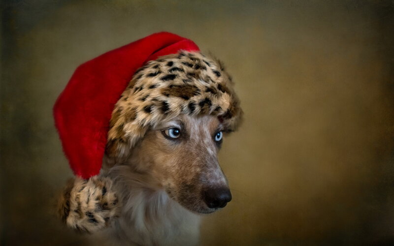 Dog Wearing Santa Hat — Red, Festive, Photograph