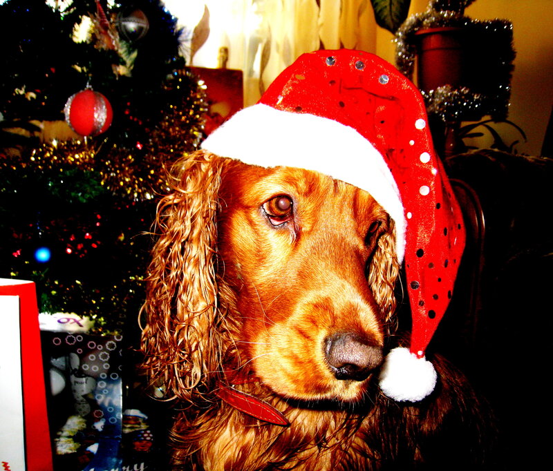 Dog Wearing Santa Hat — Red, Festive