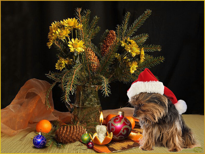 Dog Wearing Santa Hat — Red, Festive, Winter