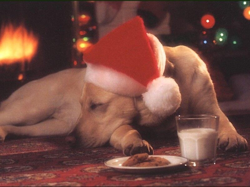 Dog Wearing Santa Hat — Red