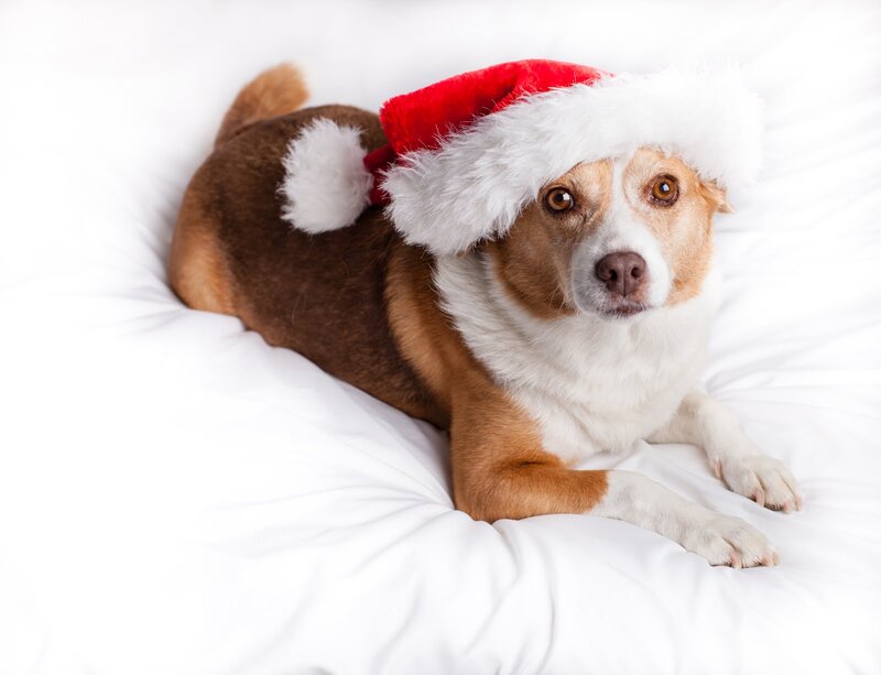 Dog Wearing Santa Hat — White, Calm, Photograph