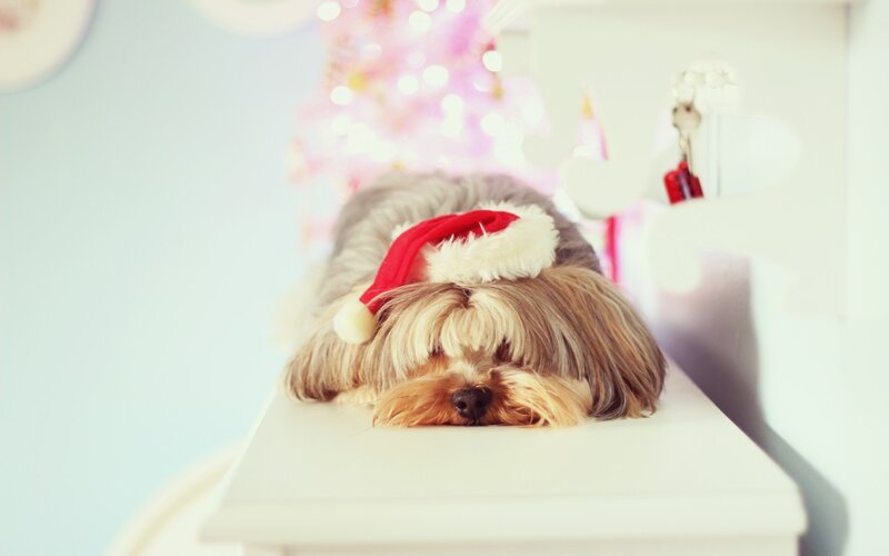 Dog Wearing Santa Hat — White, Calm