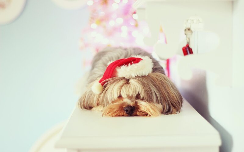 Dog Wearing Santa Hat — White, Calm, Winter