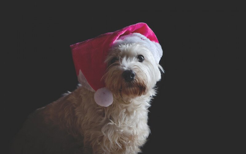 Dog Wearing Santa Hat — White, Festive, Photograph